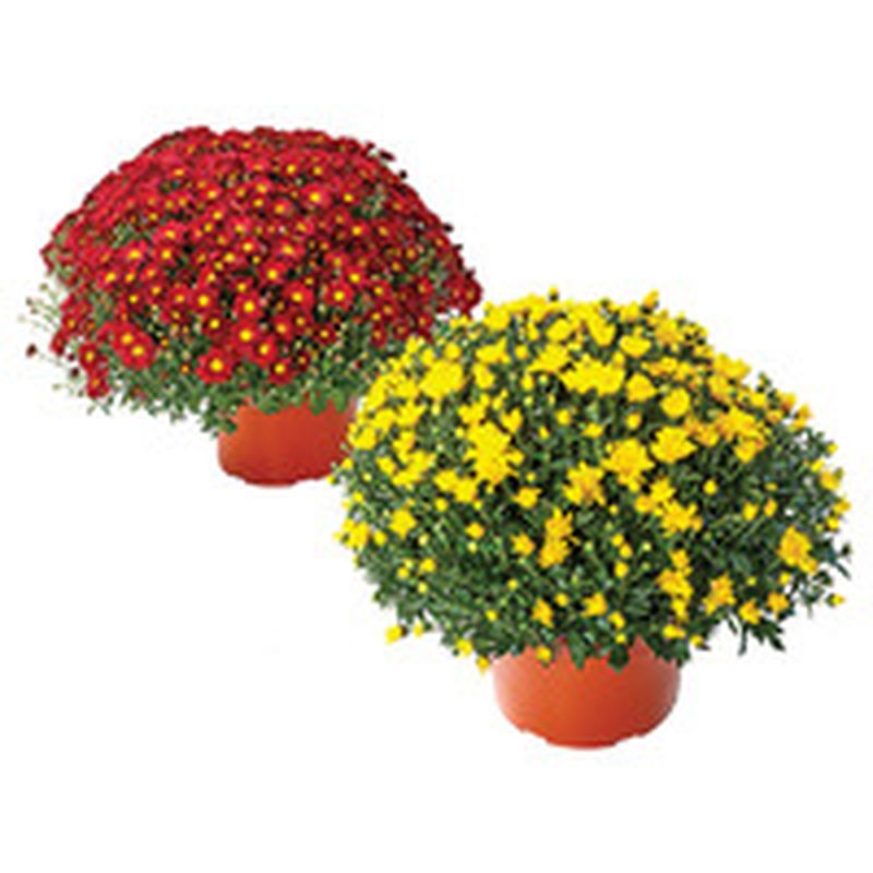 Clays Greenhouse 9" Garden Mums