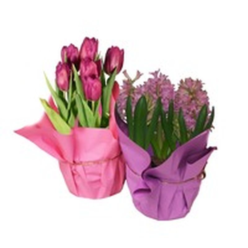 Mccahon 6" Assorted Bulbs