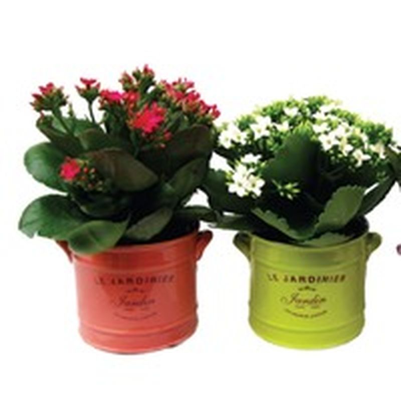 6" Kalanchoe Plant