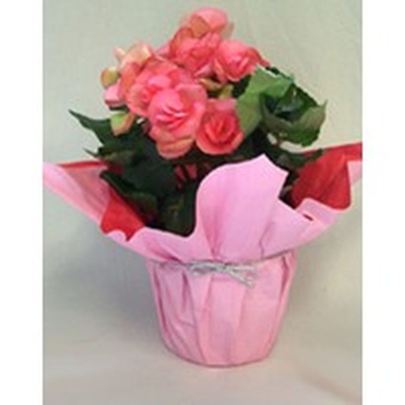 Floral 4" Begonias