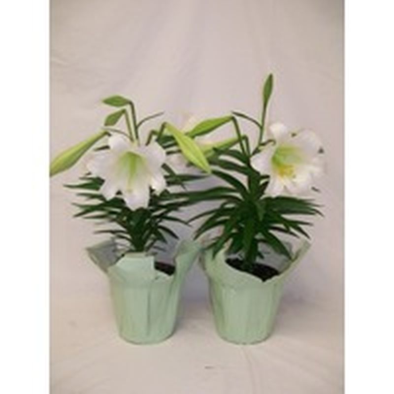Easter Lilies