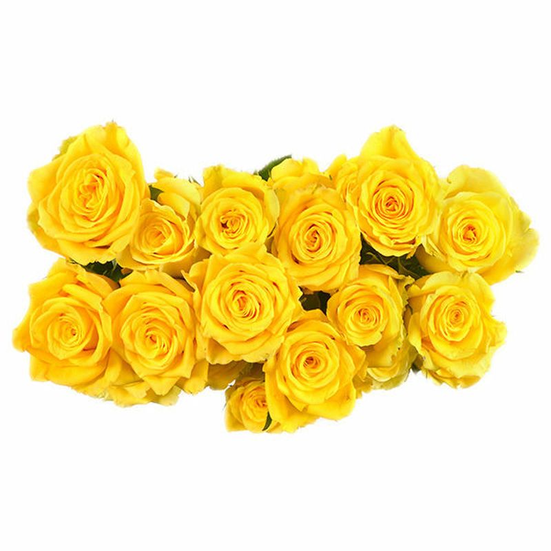 Two Dozen Long Stem Roses Wegmans