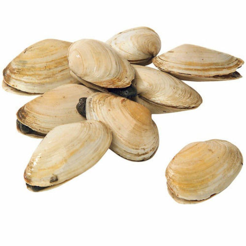 Wegmans Fresh Wild Caught Steamer Clams Wegmans