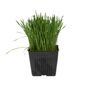 New Natives Organic Wheatgrass