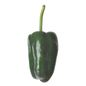 Poblano Pepper