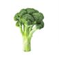 Organic Broccoli