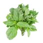 Organic Basil
