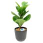 Artificial Fig Plant In Ceramic Pot, Large - Black