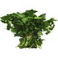 Italian Parsley