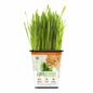 Pet Greens Original Wheat Grass Certified Organic Pet Grass Gluten Free