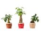 LiveTrends Summer Collection - Retrospect - Assorted Premium Foliage House plant in 12.0 Ounce(s) Pot 1 -Pack
